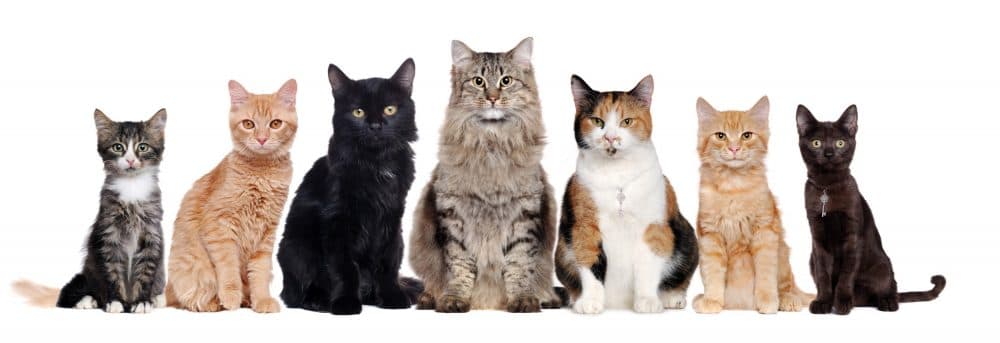 cat image