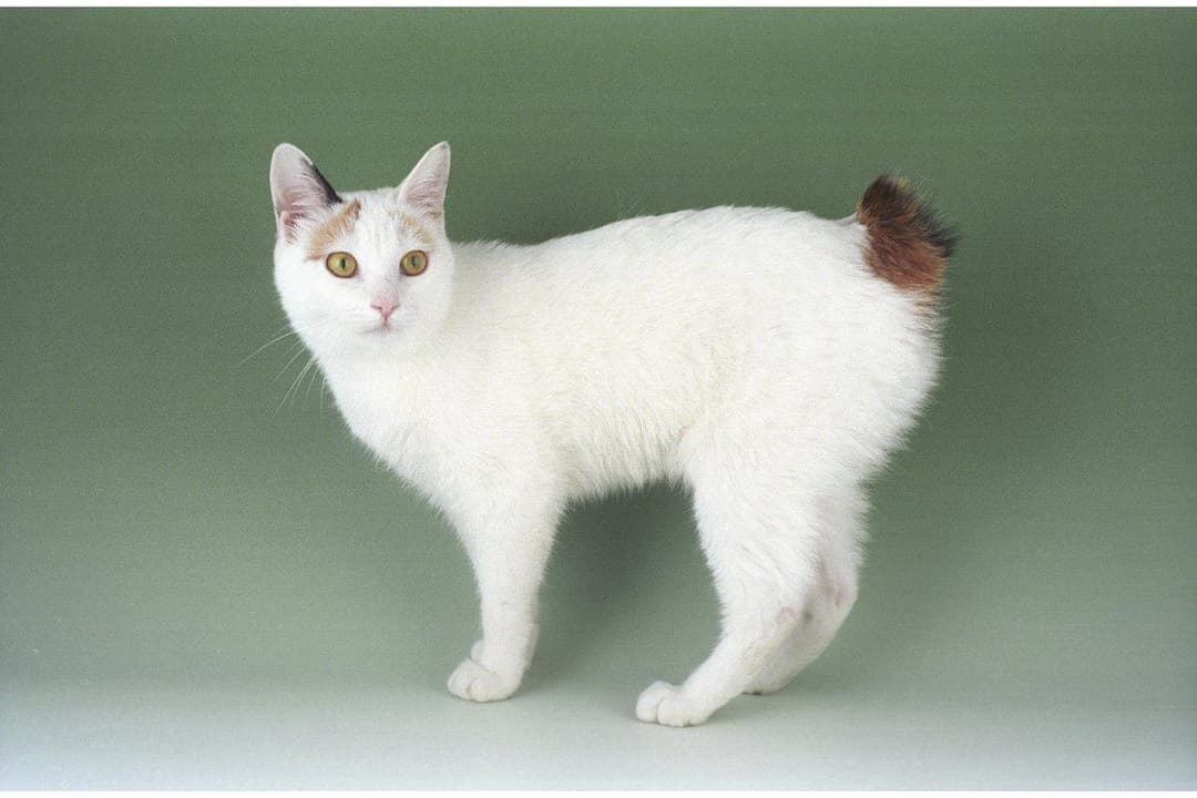 Japanese Bobtail