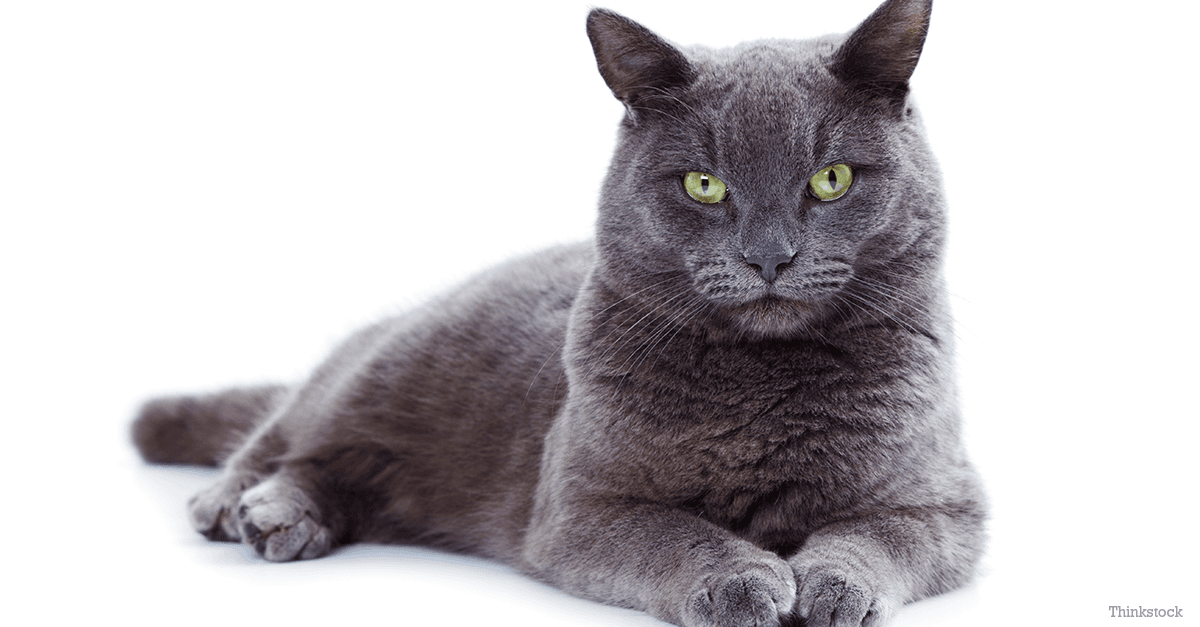Korat