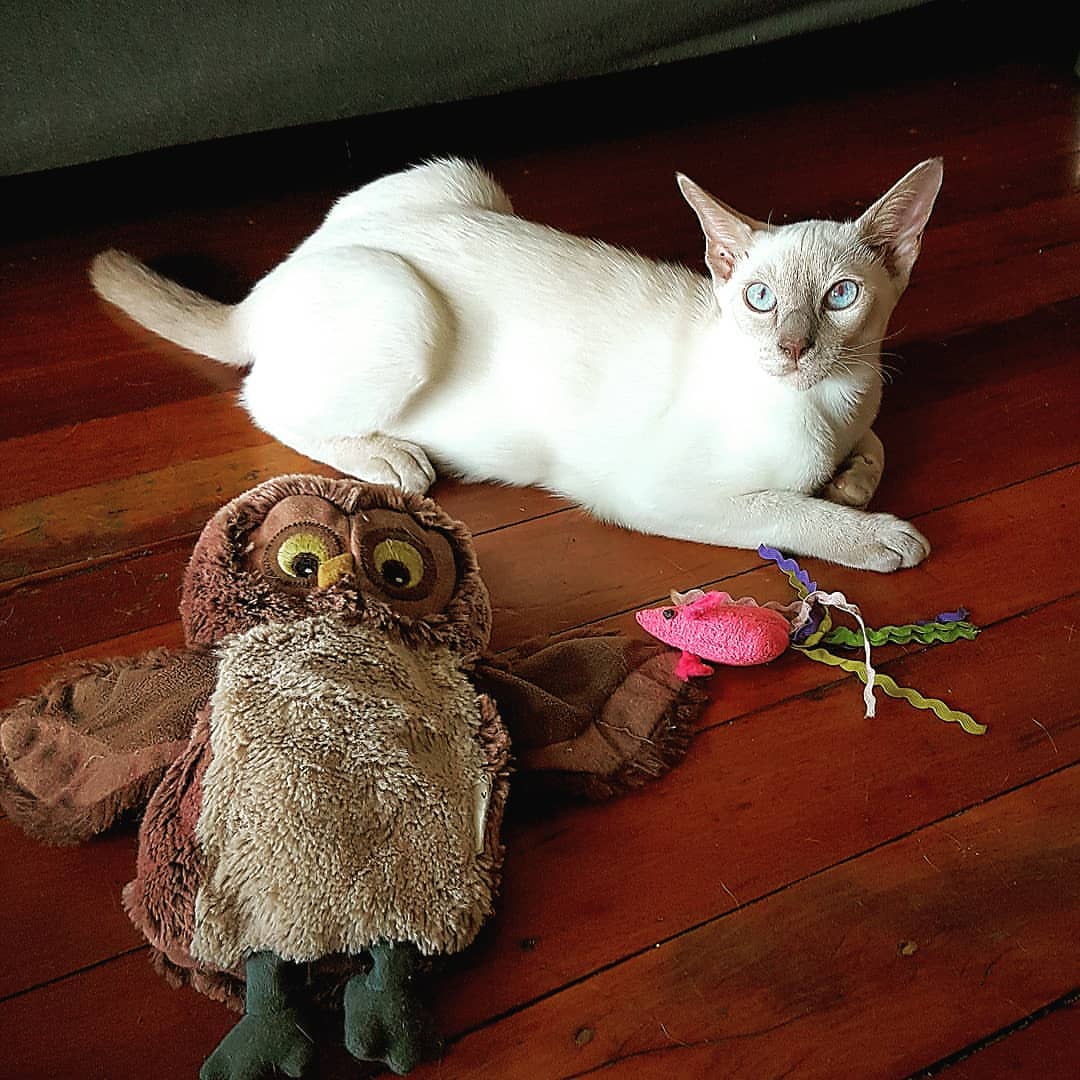 Tonkinese